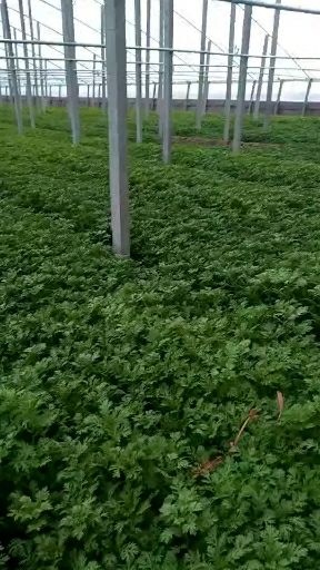 寿光市 精品茼蒿产地直销货源充足无公害产品自然生长环境好