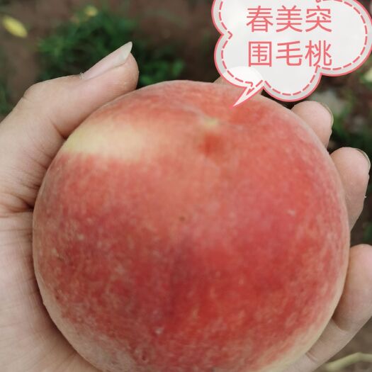 尉氏县 春美突围毛桃果大味甜硬度高耐运输