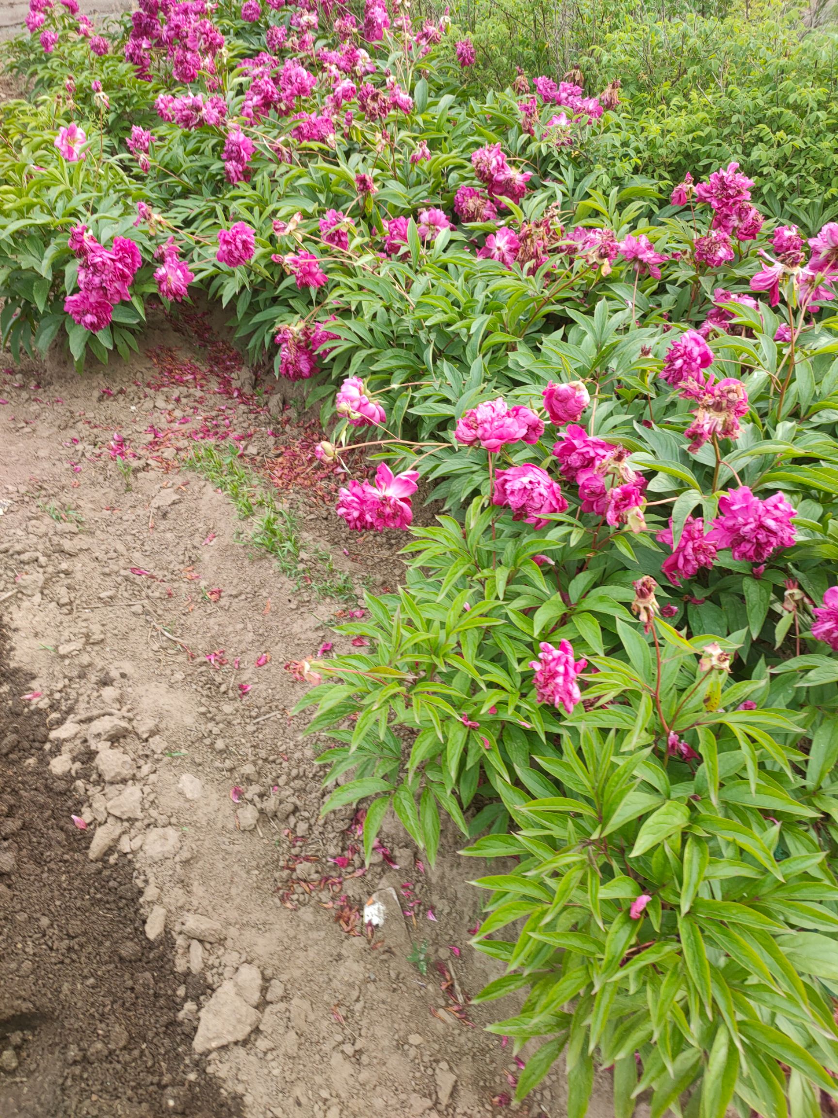  芍药花 多色芍药花  各种颜色 美丽芍药花