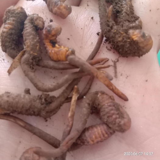 巧家县 冬虫夏草