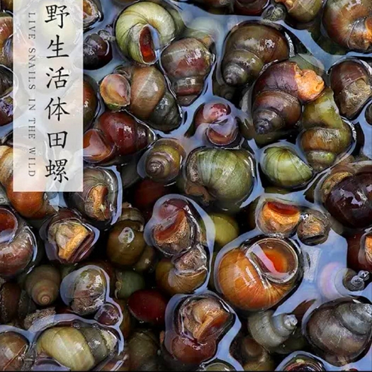 荆门田螺 人工捕捞薄壳淡水食用石螺螺蛳现货先发