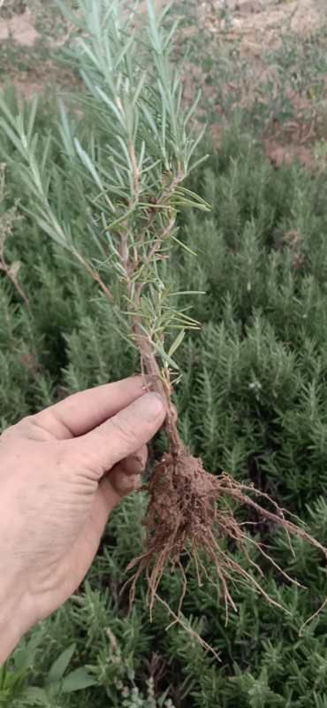 汝州市迷迭香 只为共同创业