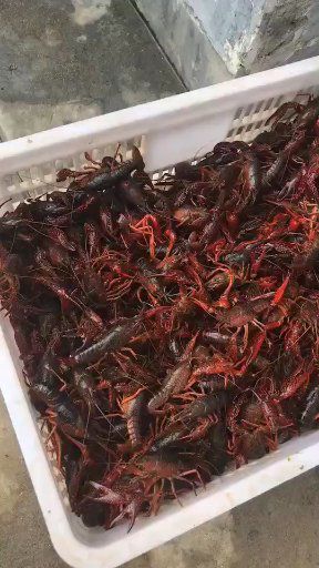 泾县 234小龙虾量大