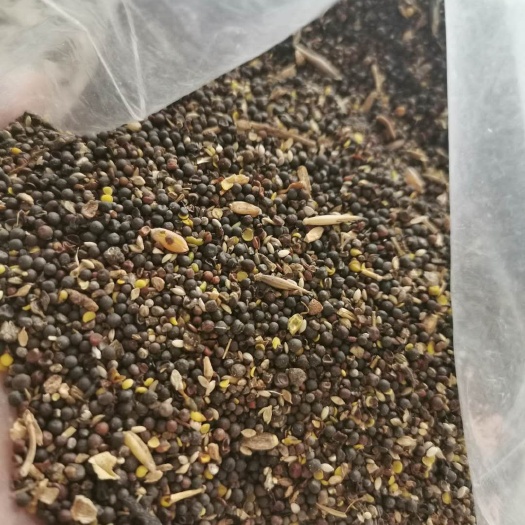 呼伦贝尔油菜籽 油菜碎粒 出油20多个