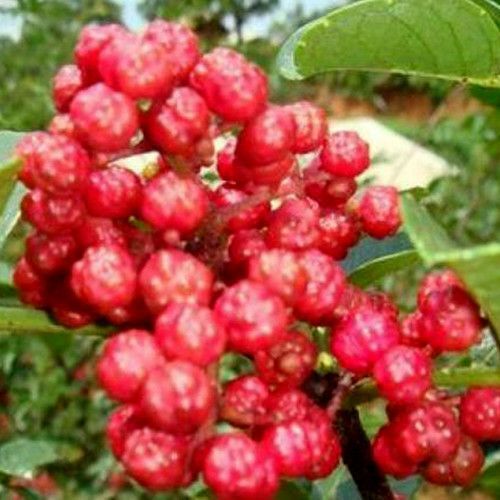 韩城市韩城优质无公害花椒，大山里的，无农药，施有机肥料