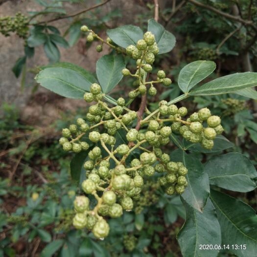 永善县青花椒 一级 鲜花椒