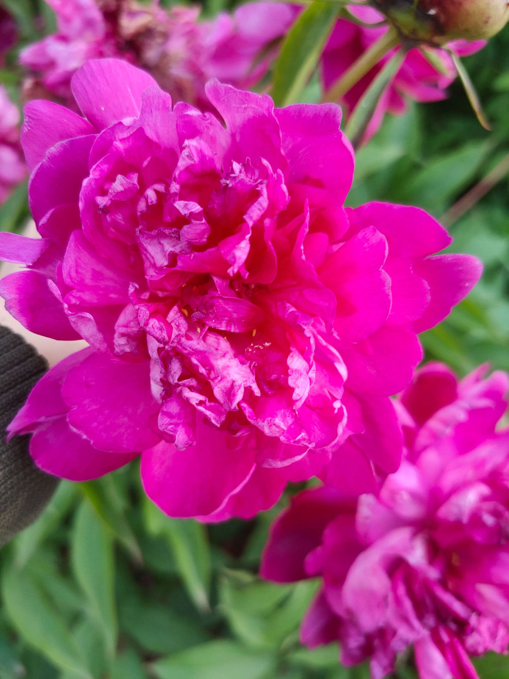  芍药花 多色芍药花  各种颜色 美丽芍药花