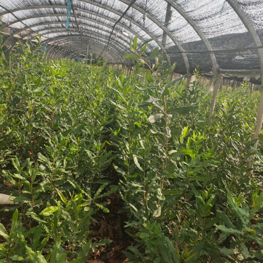 澳洲坚果苗 种植澳洲坚果嫁接苗，致富路上不掉队
