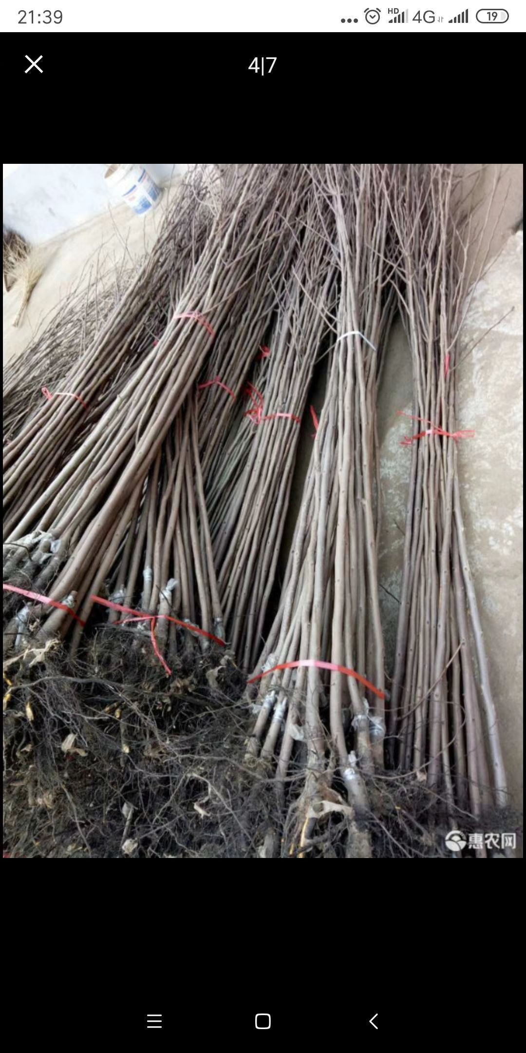 脆柿苗  日本甜脆柿子树苗嫁接果树苗南北方四季种植柿子苗当年