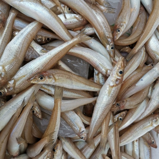 莱州市沙里钻鱼 沙丁鱼，沙里拱