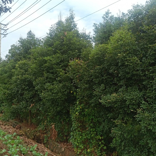 成都滇润楠   金丝楠木，宫廷御用，皇家风范，值得拥有。