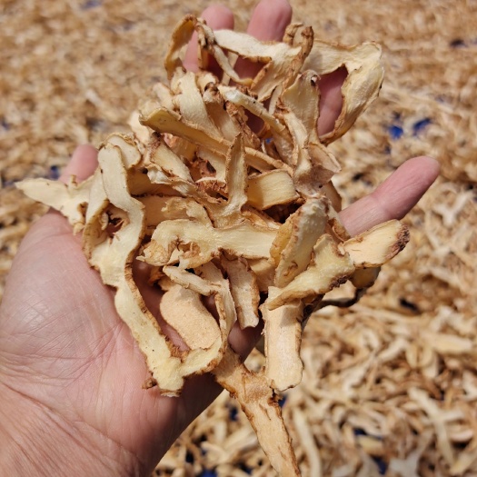 连南县连州玉竹  精选无硫玉竹干片