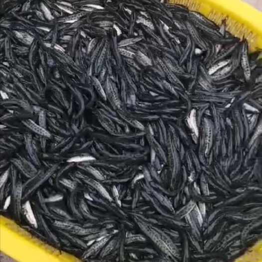 怀远县 优质抗病毒杂交黑鱼苗