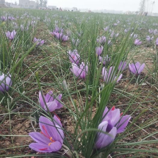 太和县西红花藏红花花丝出售
