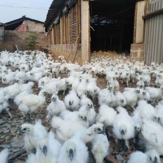 昆明白凤乌鸡苗 白凤乌鸡