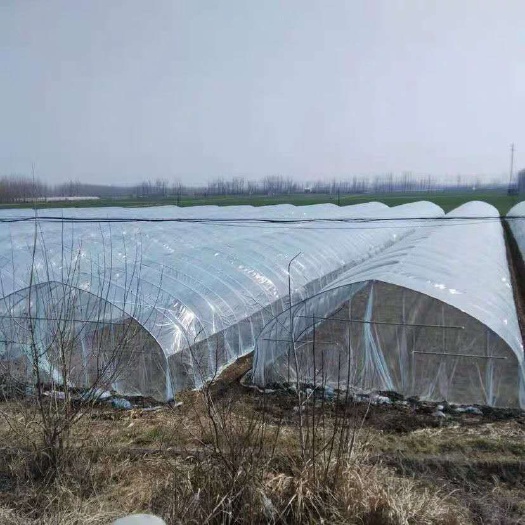 东光县养殖大棚  种植都在用 蔬菜大棚 大棚骨架