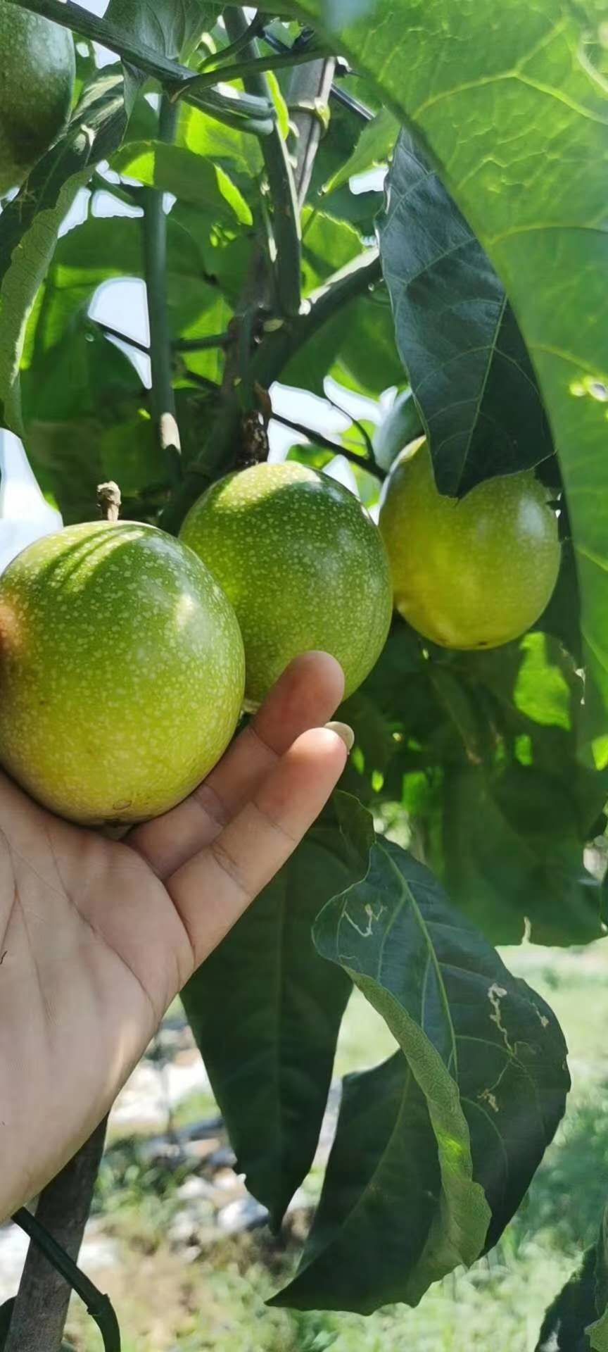  黄金百香果