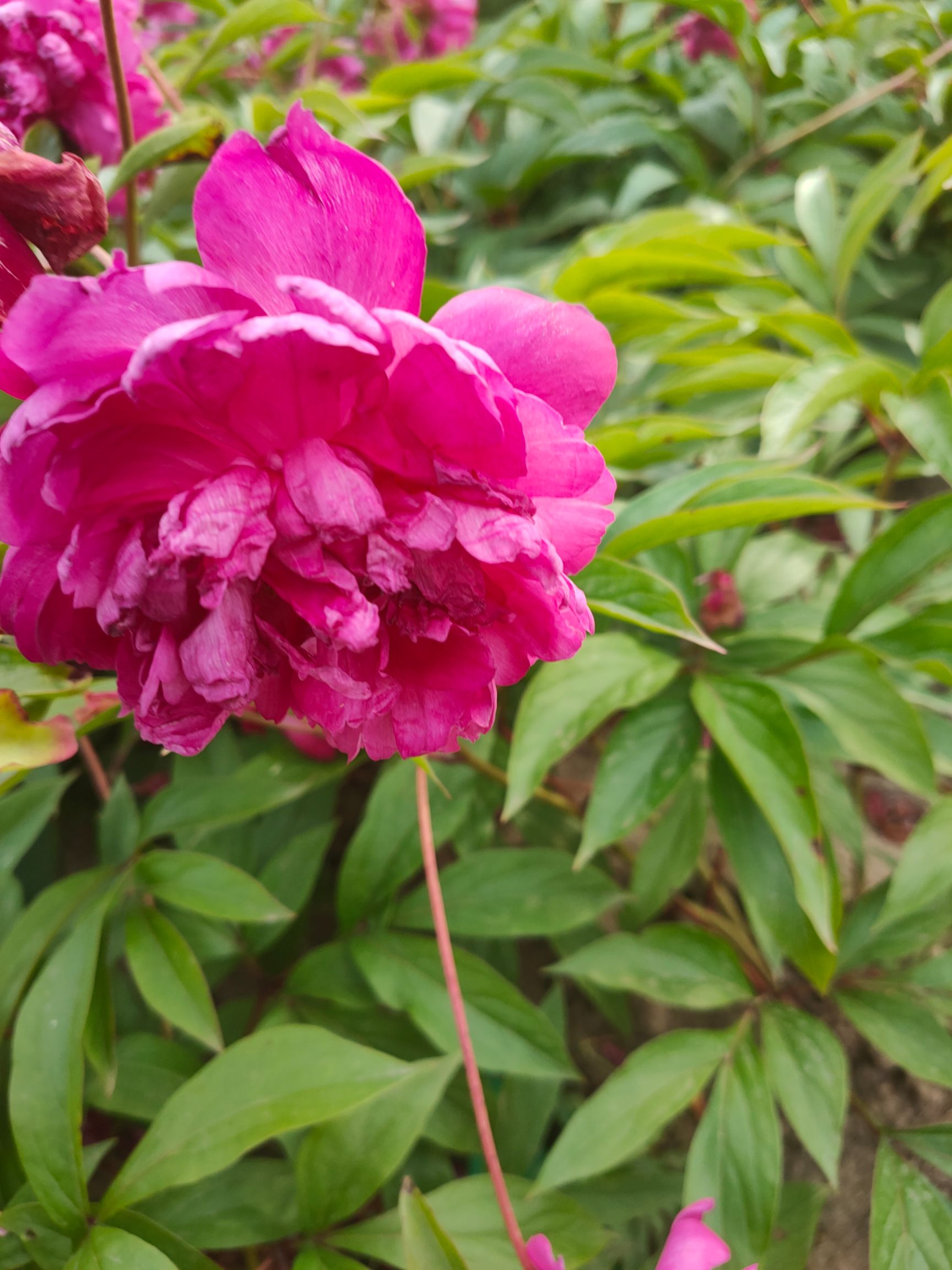  芍药花 多色芍药花  各种颜色 美丽芍药花