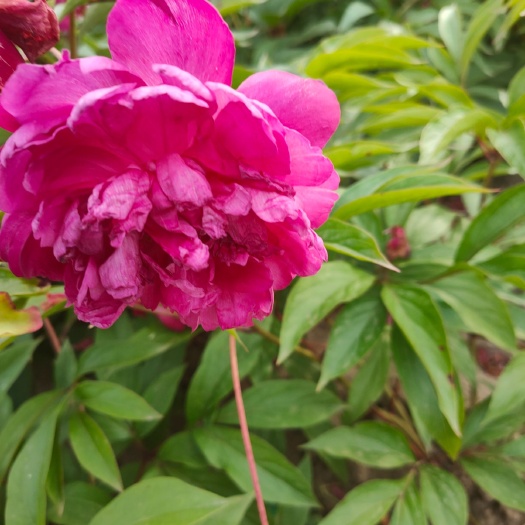 开原市 芍药花 多色芍药花  各种颜色 美丽芍药花