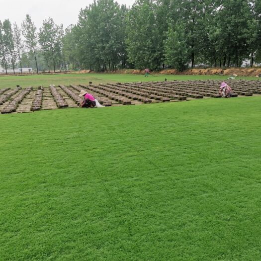 寿县 草坪批发，百慕大，马尼拉，果岭草，基地直销保质保量！
