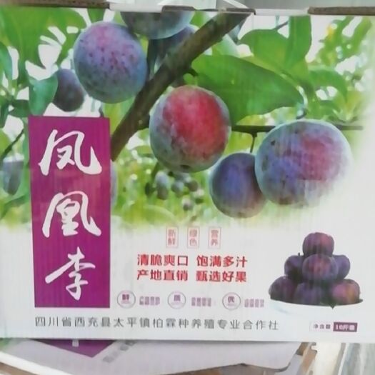 西充县五月脆李 保证质量，口感