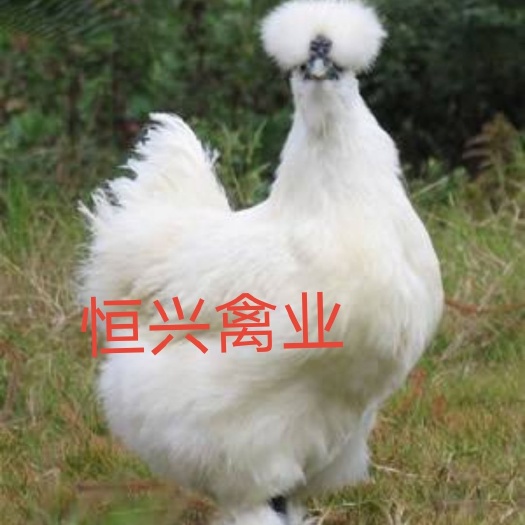 南宁乌骨鸡苗  竹丝鸡苗 白凤乌鸡苗 包打疫苗 全国发货