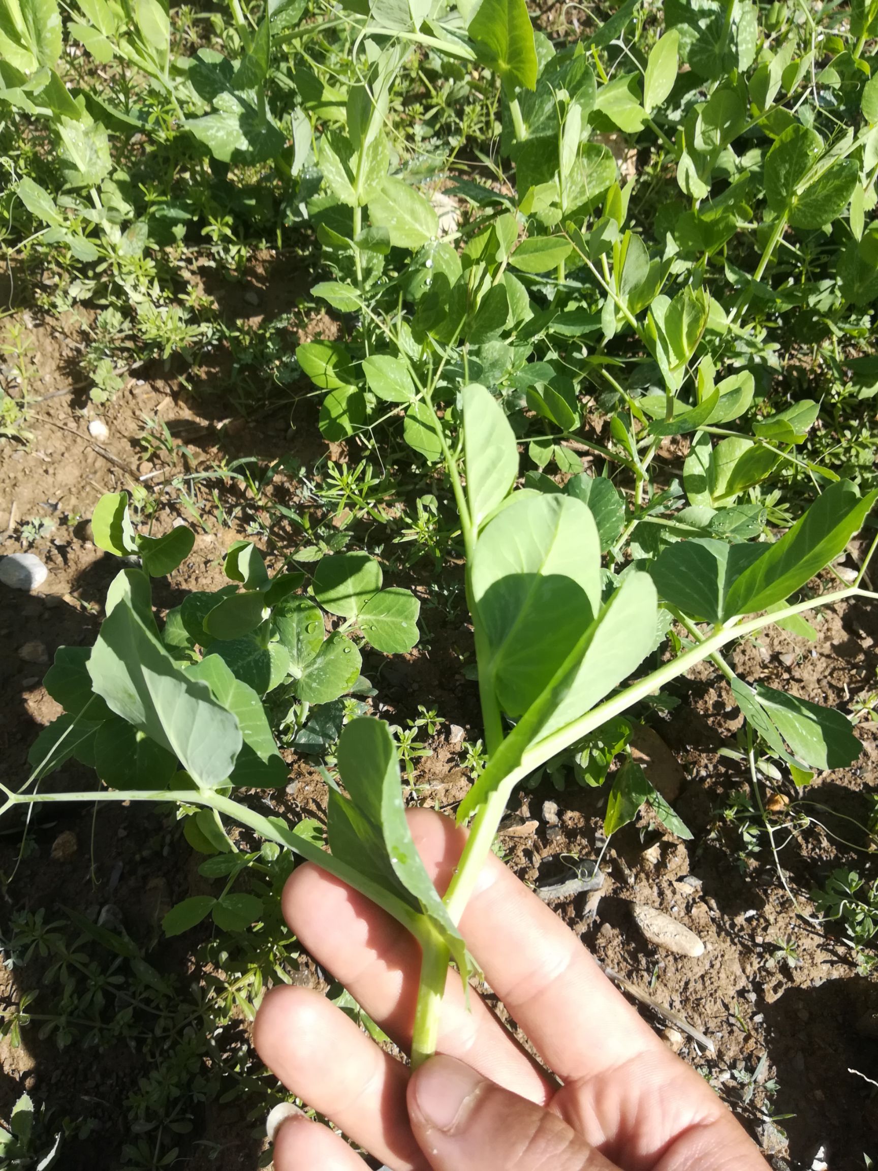  来自海拔三千米的高原豌豆尖