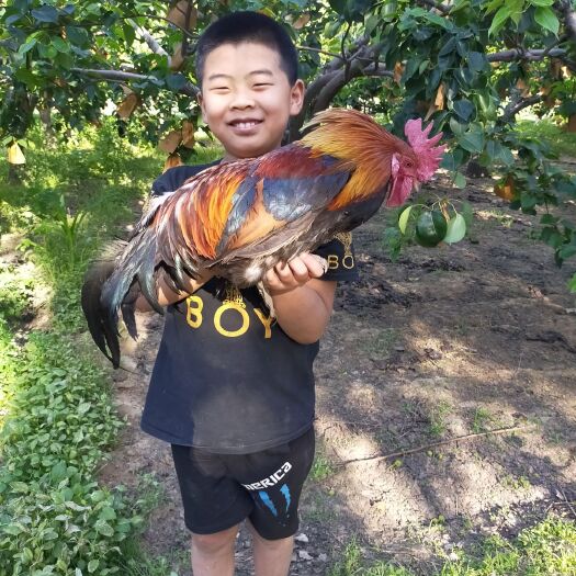 晋州市 正宗农家散养鸡笨鸡草鸡大公鸡月子鸡老母鸡走地鸡新鲜整只包邮