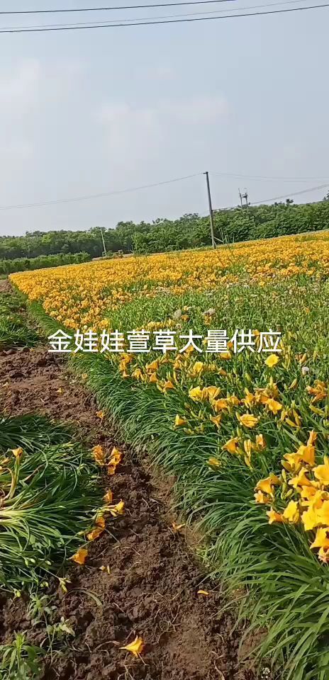 常州金娃娃萱草