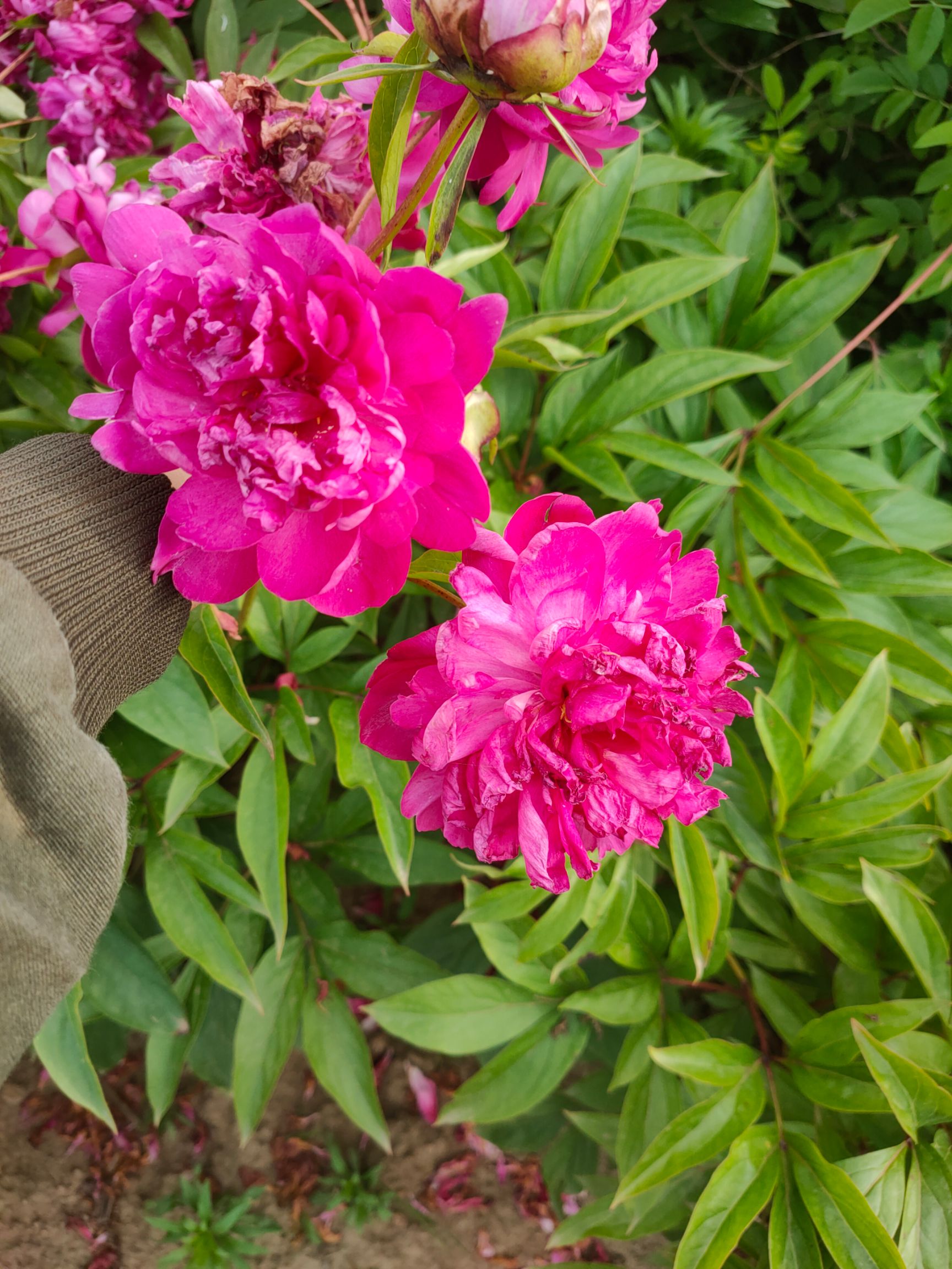  芍药花 多色芍药花  各种颜色 美丽芍药花