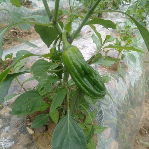 凤冈县薄皮椒 蒲水河蔬菜种植专业合作社