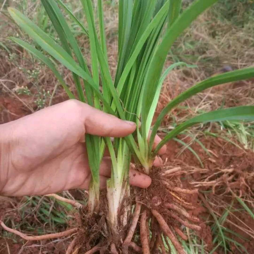 黄花菜苗