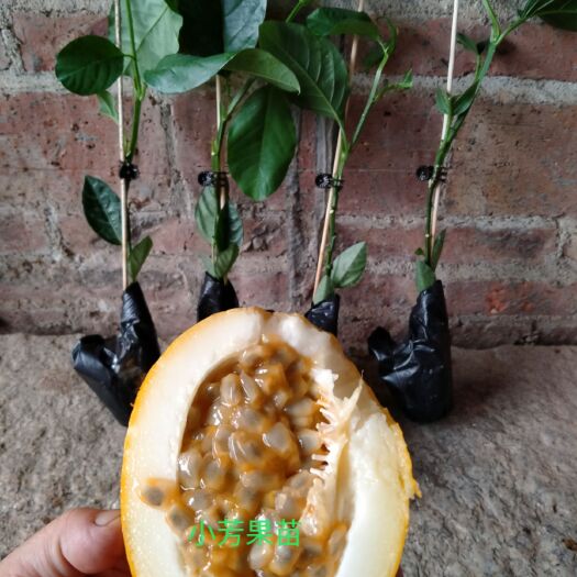 灵山县甜蜜蜜百香果苗  大果香蜜百香果