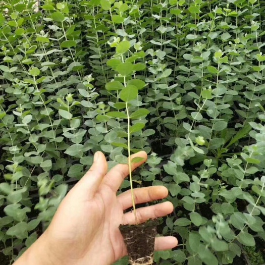 昆明尤加利蓝宝贝 尤加利小苗，有穴盘苗/袋苗可选择，质量保障，价