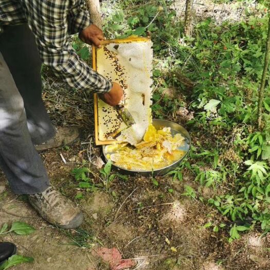 眉县 秦岭深山农家土蜂蜜