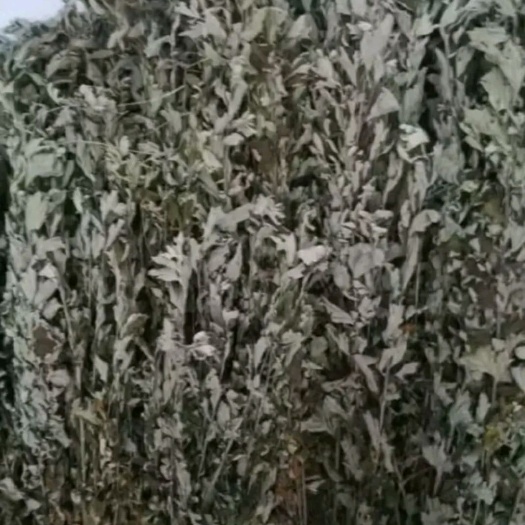 安顺 贵州艾草