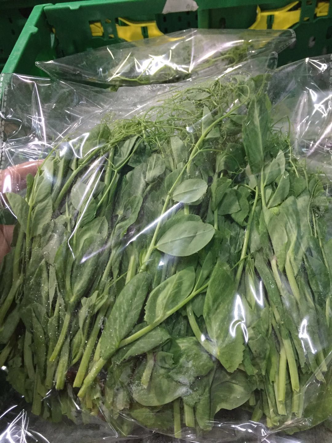  来自海拔三千米的高原豌豆尖
