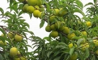 仁寿县蜂糖李