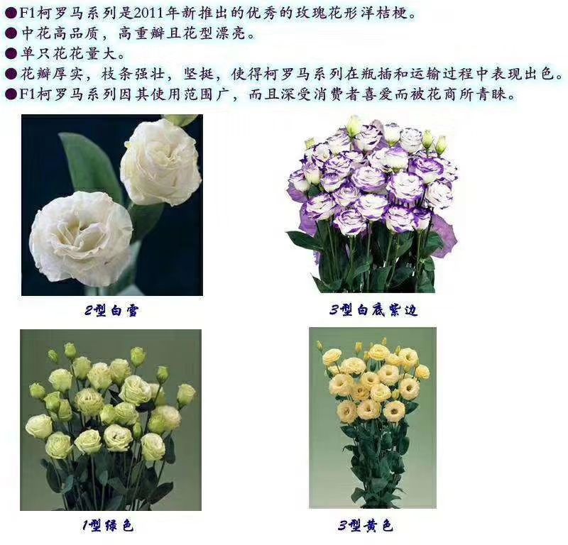 洋桔梗小苗，品种齐全，价格优惠，用途广泛，环境适应性强