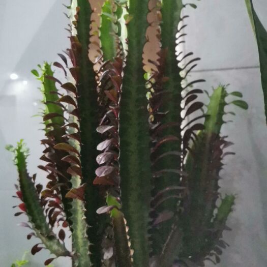 漳州 吸甲醛防辐射七彩龙骨盆栽龙骨剑花龙骨花玉麒麟彩麒麟