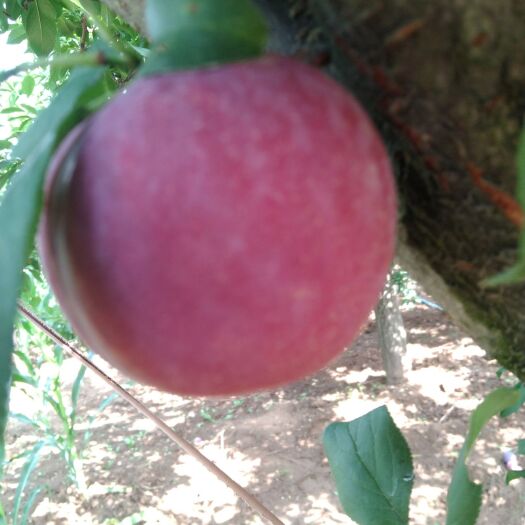 内乡县巨早李 优品巨早红甜品，现摘现发。