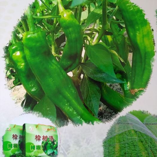 湘阴县 2020年正宗樟树港辣椒，不辣的辣椒，生态精品，一代天椒