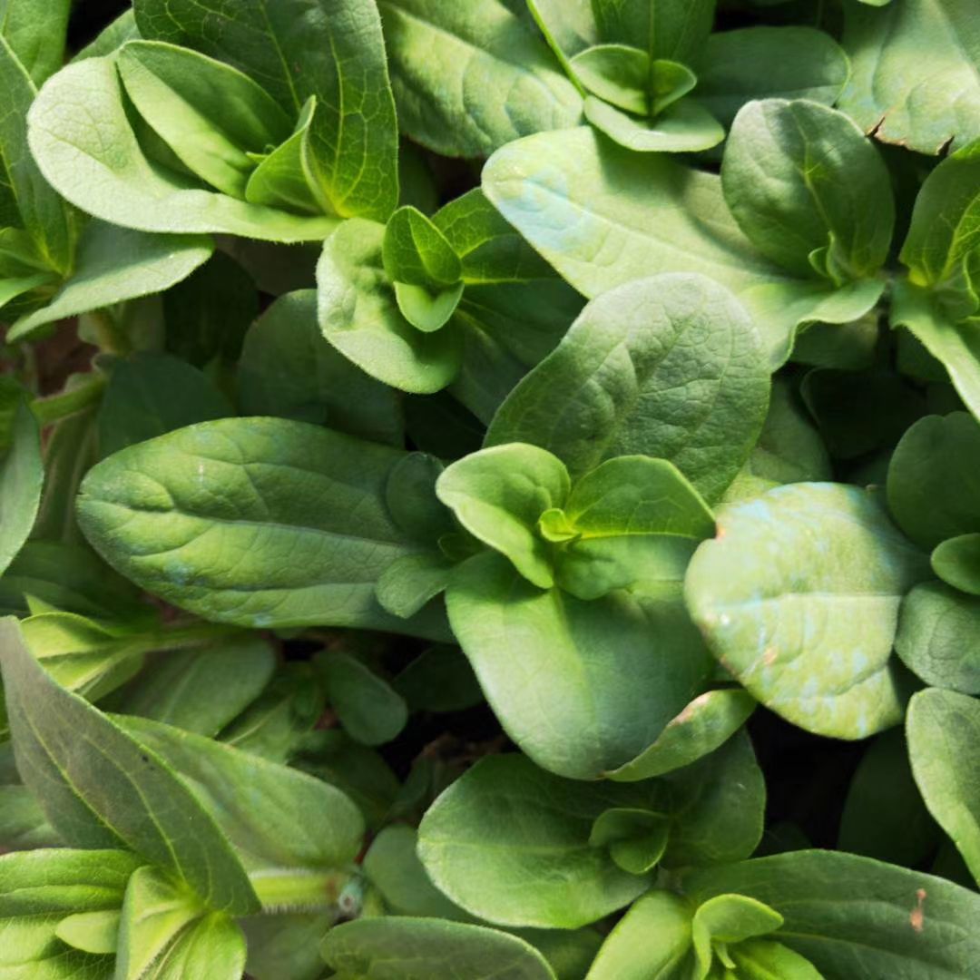  百日草，有红，玫红，黄色，有双色盆的，黑皮桶，量大，质量好