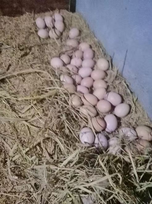 青阳县粉壳蛋  粉蛋 食用 箱装