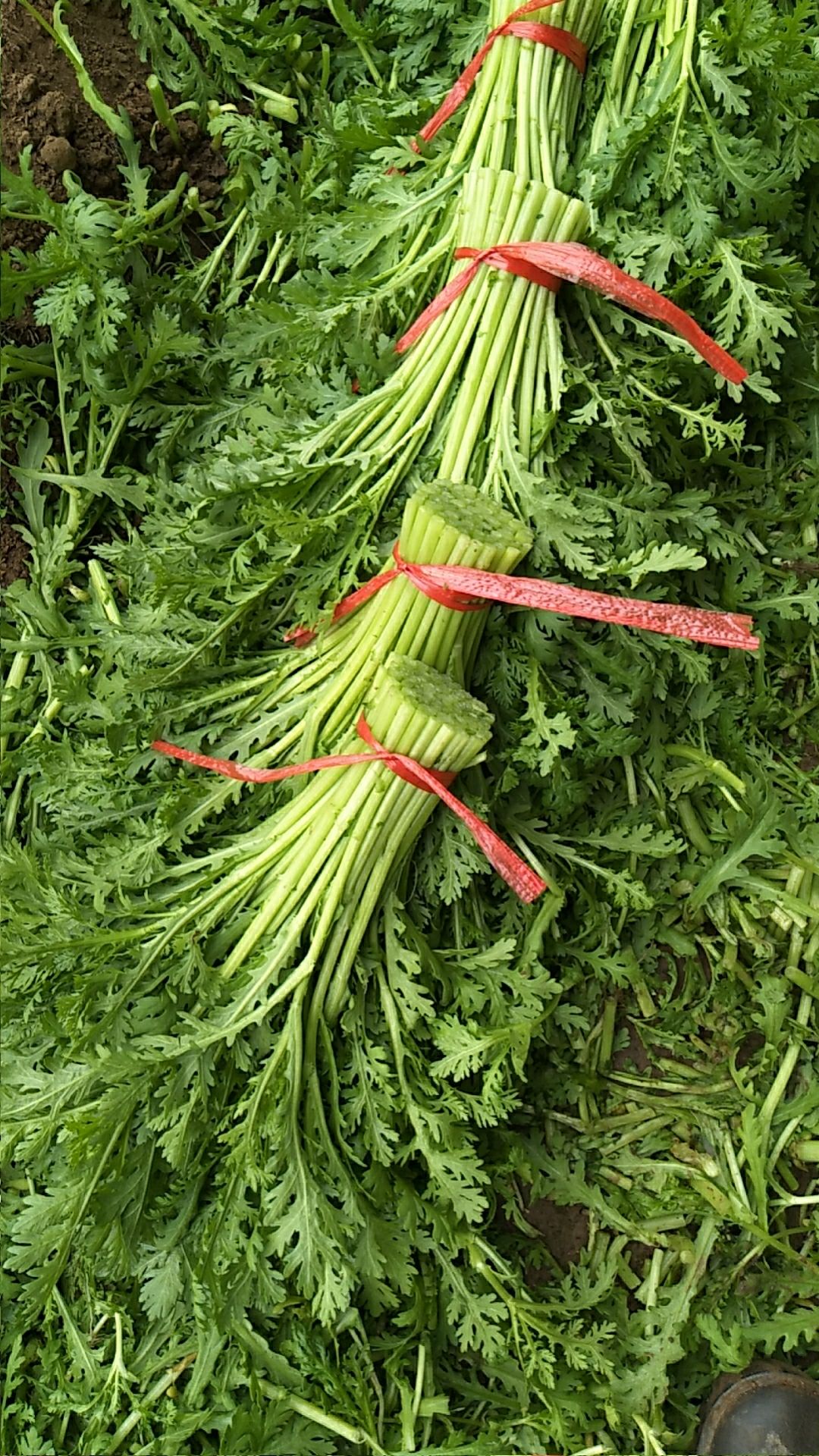 [小叶茼蒿批发] 精品茼蒿产地直销货源充足无公害产品自然生长环境好