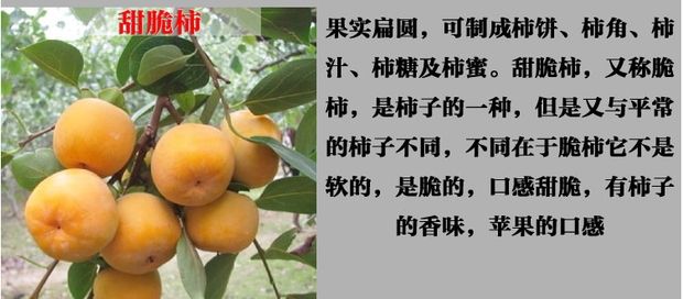 脆柿苗  日本甜脆柿子树苗嫁接果树苗南北方四季种植柿子苗当年