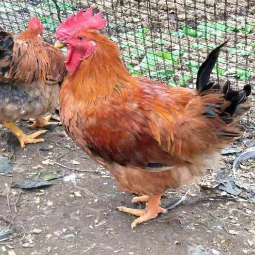 南宁 k9鸡苗 快大型k9肉鸡 大量供应 质量保证包疫苗