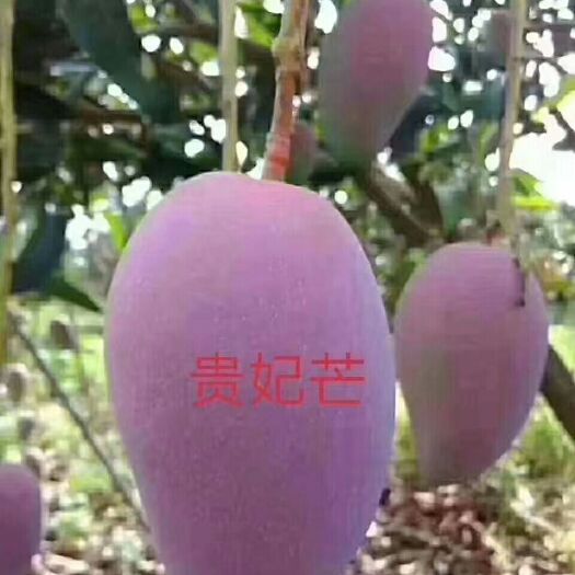 百色贵妃芒 小贵妃