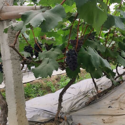 大邑县 无籽巨峰葡萄