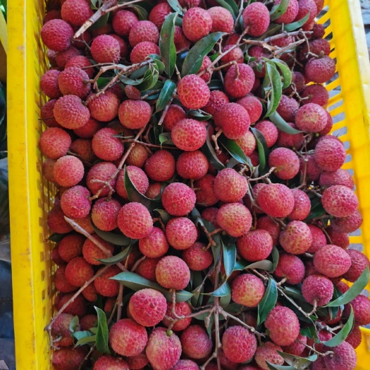 阳西县粤西名优产品玉荷包荔枝产地直供